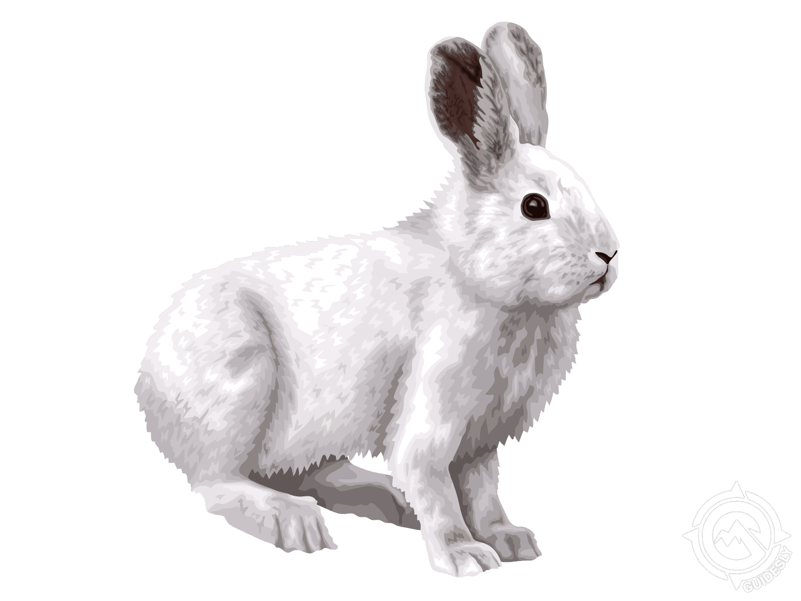 Snowshoe Hare